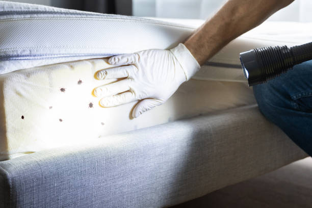 Best Termite Control Services  in Lockport Heights, LA