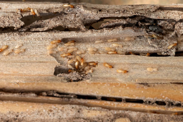 Best Pest Inspection Near Me  in Lockport Heights, LA